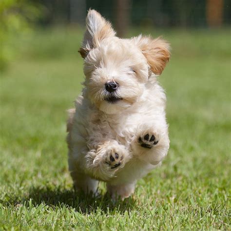 30 Cutest Pictures of Havanese Puppies - Best Photography, Art ...