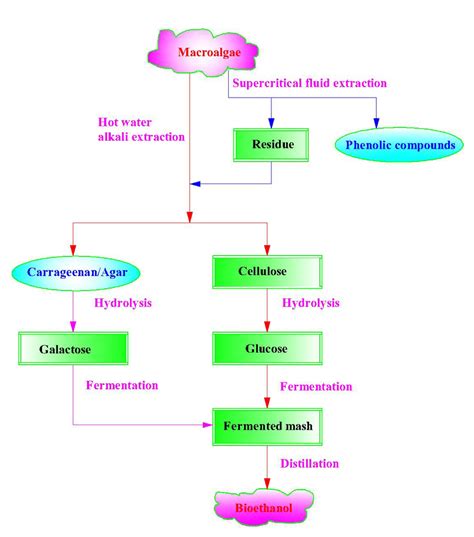 Prospects for Bioethanol Production from Macroalgae | Chen | Trends in ...