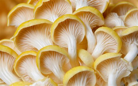 Types Of Oyster Mushrooms (Top Types You Need To Know) - FreshCap Mushrooms