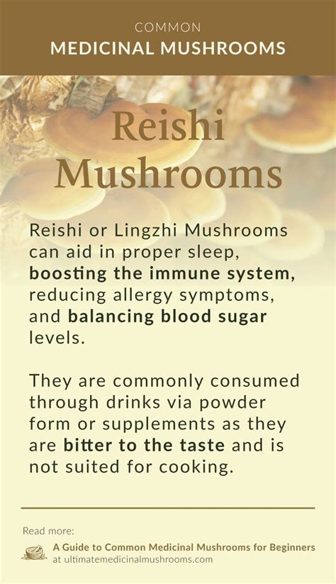 A guide to common medicinal mushrooms for beginners – Artofit