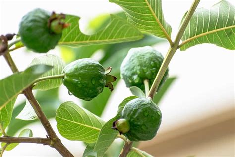 A Guide to Understand Guava Plant/Tree Propagation: Check How this Guide Helps Guava Farmers