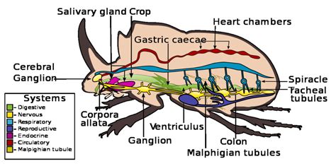 Bug Anatomy Diagram