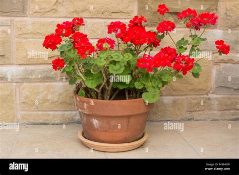 bright red geraniums pelargoniums in terracotta pot Stock Photo - Alamy