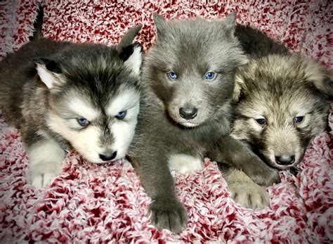 Wolf Dog Pups | Wolf dog, Wolf dog puppy, Dogs and puppies