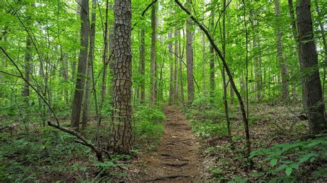 Birkhead Mountains Wilderness - Uwharrie National Forest, NC - YouTube