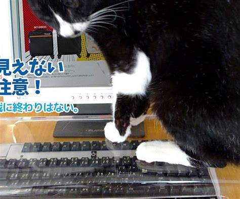 Cat Keyboard Cover