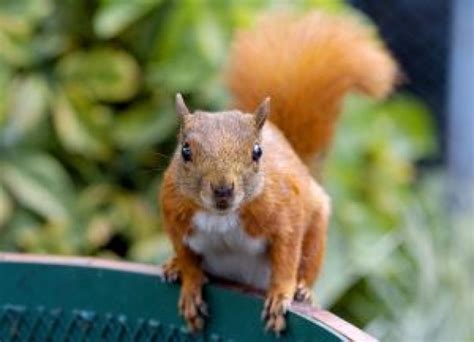 What Sort of Diseases Do Squirrels Carry - Squirrelcontrol.ca