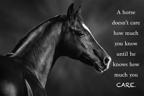 Most Popular Horse Theme Quote Posters Power Strength Elegant Motivational Quotes Poster ...