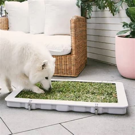 Dog Toilet Trays Guide: Potty Train Your Dog Successfully