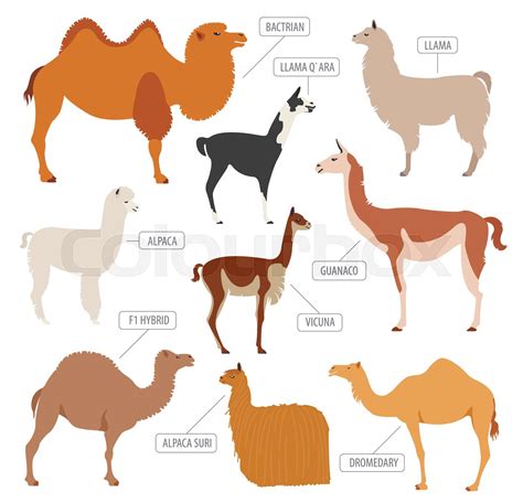 Camel, llama, guanaco, alpaca breeds icon set. Animal farming | Stock vector | Colourbox