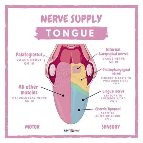 The Tongue & it’s Innervation! - MEDizzy