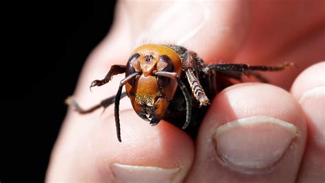 Video of praying mantis eating a murder hornet goes viral because that's what we need right now