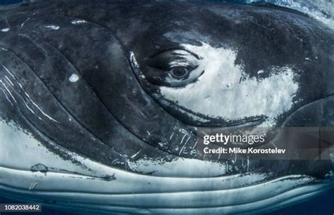 1,094 Humpback Whale Close Up Stock Photos, High-Res Pictures, and ...