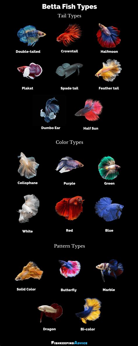 13 Types Of Betta Splendens Tails Fishkeeprr