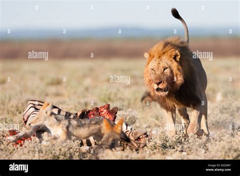 Male Lion Chasing Prey