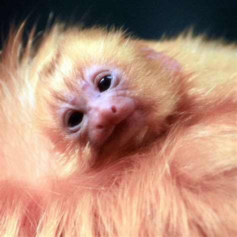 Rare Tamarin Monkeys or Muppet Babies? - ZooBorns