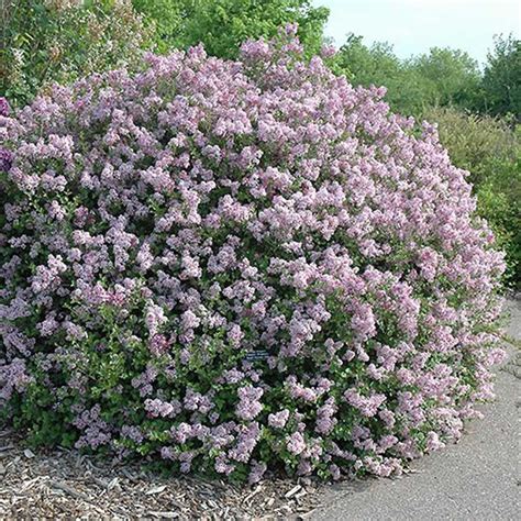 DWARF KOREAN LILAC - Foothills Nurseries