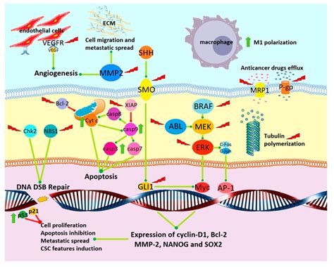 Cancers | Free Full-Text | Mebendazole as a Candidate for Drug Repurposing in Oncology: An ...