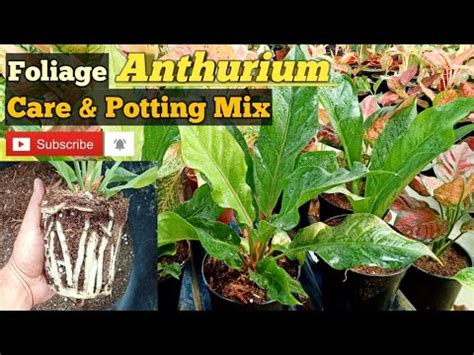 Foliage Anthurium Care & Potting Mix II Card Board Plant Care & Potting Mix II Anthurium Potting ...