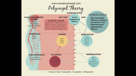 Polyvagal Theory explained. This will change your life forever. - YouTube