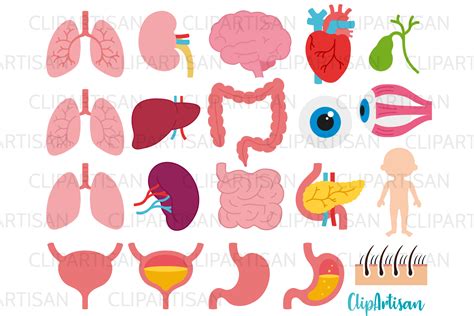 Human Body Organs Clipart Graphic by ClipArtisan · Creative Fabrica