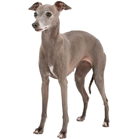 Italian Greyhound Dog Breed Information - Dognomics