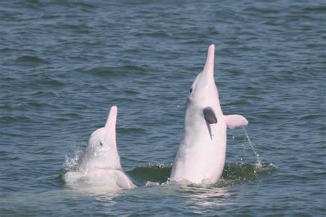 How ocean noise pollution is threatening Chinese white dolphins ...