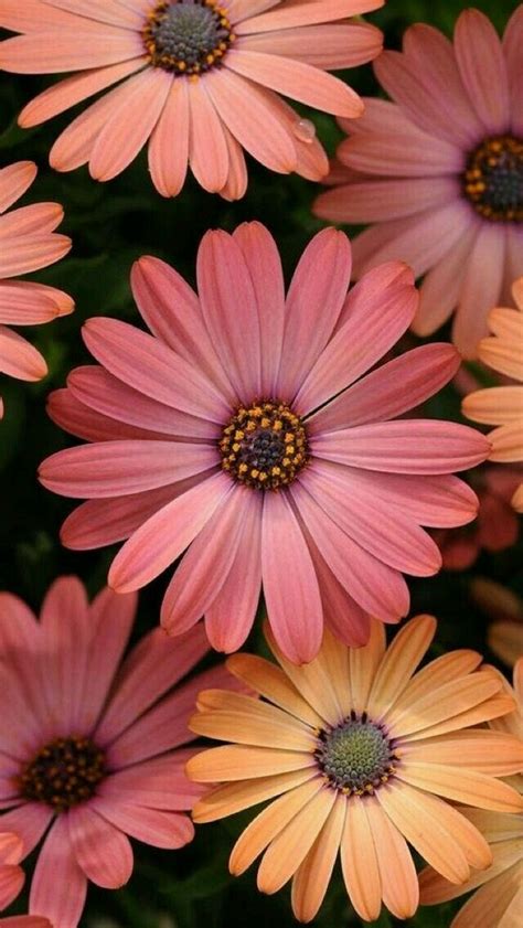 Gerbera | Most beautiful flowers, Pretty flowers, Beautiful flowers