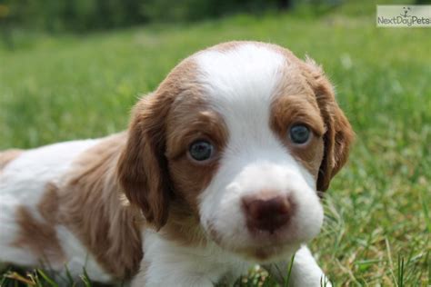 Male 2A: Brittany Spaniel puppy for sale near Nashville, Tennessee ...