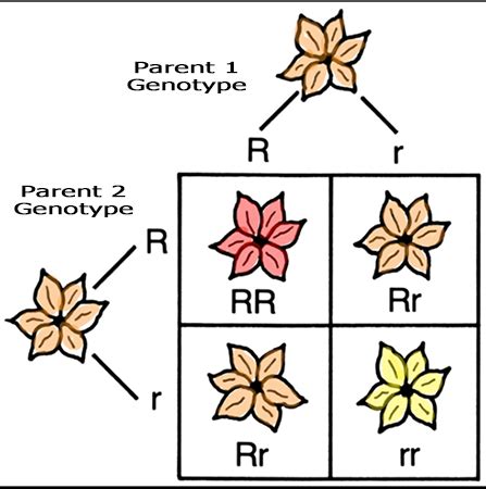 Analyzing How Changes in Genotype Affect Phenotype Practice | Biology Practice Problems | Study.com