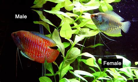 Male Vs. Female Dwarf Gourami (What's the Difference?)