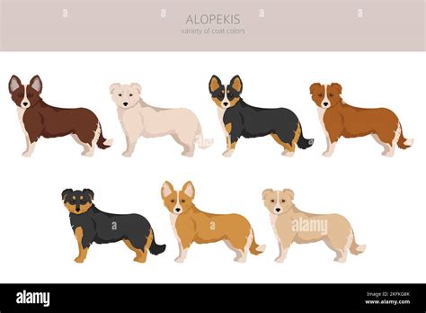 Alopekis all colours clipart. Different coat colors and poses set. Vector illustration Stock ...