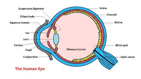 Structure And Function Of The Human Eye, 43% OFF