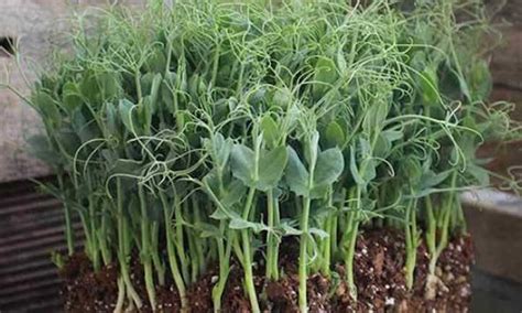 How to Grow Pea Microgreens Fast and Easy - Epic Gardening