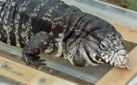 What Is The Ideal Enclosure Size for an Argentine Black And White Tegu?