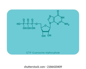 Gtp Guanosine Triphosphate Nucleoside Molecular Structure Stock Vector ...