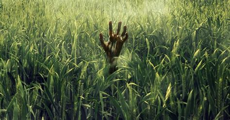 The Netflix Original Movie IN THE TALL GRASS Is An Eerie Stephen King Adaptation - MOVIE REVIEW ...