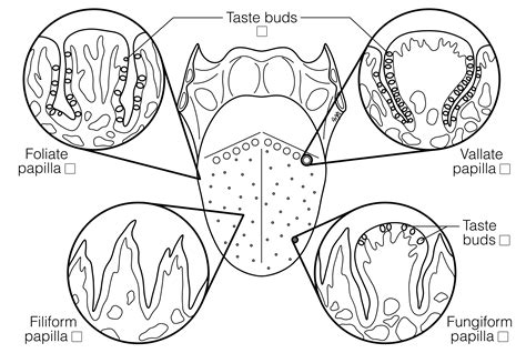 Types of Papillae (FINAL) | Histology Coloring Book