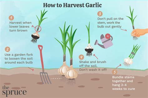 How to Harvest and Store Garlic