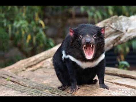 Tasmanian Devil sounds - YouTube