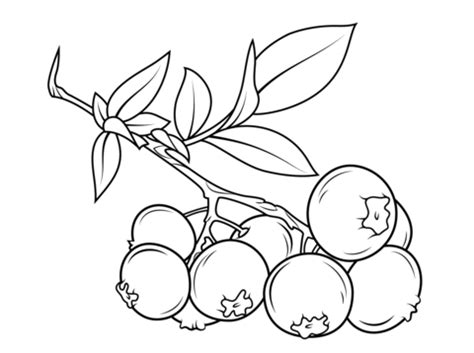 Blueberry branch coloring page from Blueberry category. Select from 24104 printable crafts of ...