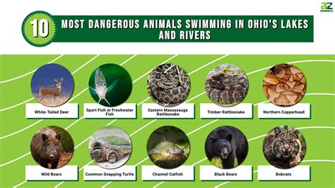 The 10 Most Dangerous Animals in Ohio's Lakes and Rivers