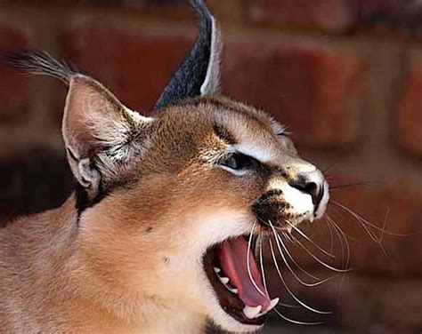 Caracal - desert lynx (Caracal caracal) | DinoAnimals.com