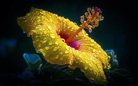 Hibiscus Wallpapers, Pictures, Images