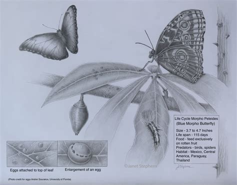 Life Cycle of Blue Morpho Butterfly from the exhibition 2022 Juried Members' Exhibition ...