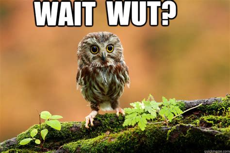 Wait WUT? - WaitWut Owl - quickmeme