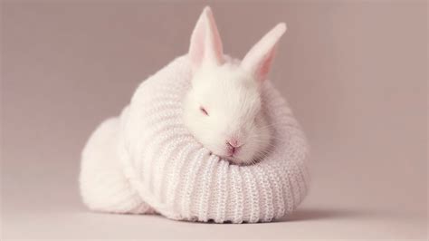 White Rabbit Newborn Bunny Covered With Woolen Knitted Cloth HD Rabbit Wallpapers | HD ...