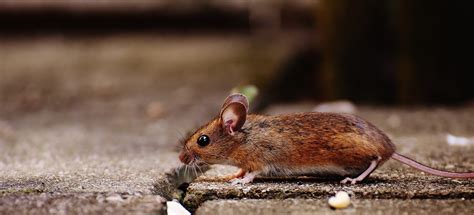 15 Little Known Facts about Mice | Excel Pest Services