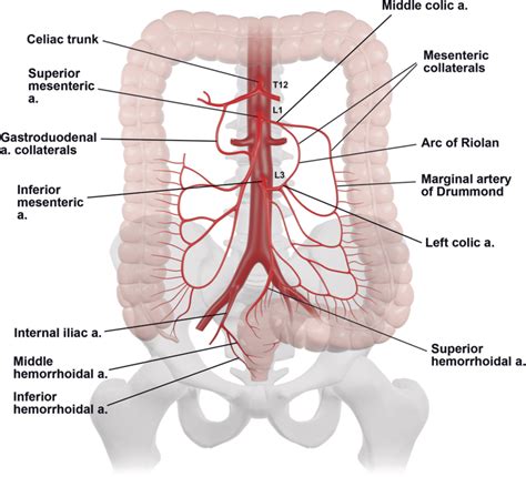 Cranial Mesenteric Artery