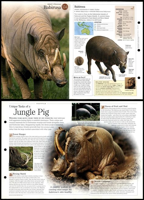 Babirusa #154 Mammals - Discovering Wildlife Fact File Fold-Out Card